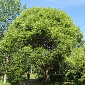 Salix fragilis - Saule fragile