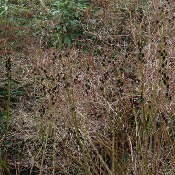 Saule Griffe de Loup - Salix gracilistyla