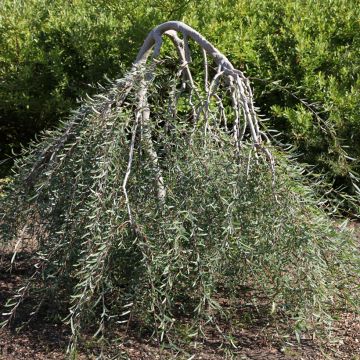 Osier rouge pleureur - Salix purpurea Pendula