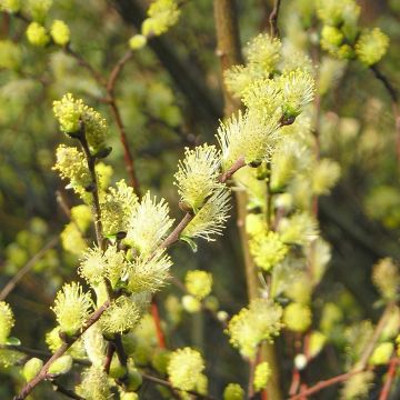 Salix repens - Saule rampant