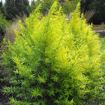 Saule, Salix : planter, tailler et entretenir - Blog Promesse de fleurs