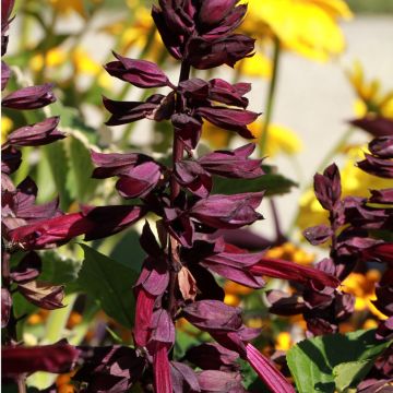 Salvia Amante - sauge hybride