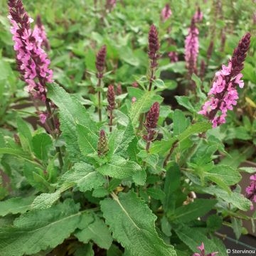 Salvia nemorosa Midnight Rose - Sauge des bois