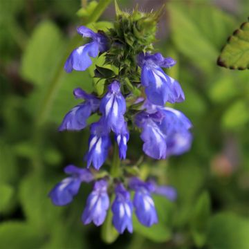 Salvia forreri - Sauge de Forrer