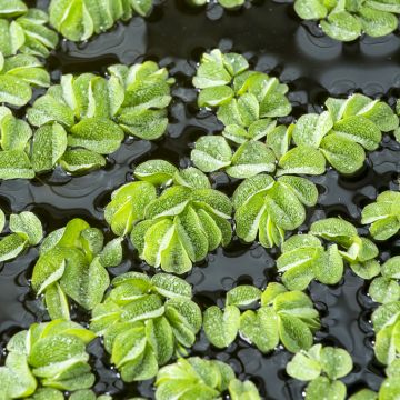 Plantain d'eau commun - Alisma plantago-aquatica