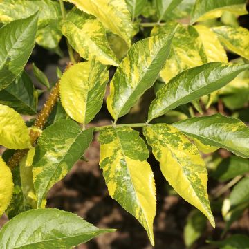 Sureau noir panaché - Sambucus nigra Variegata