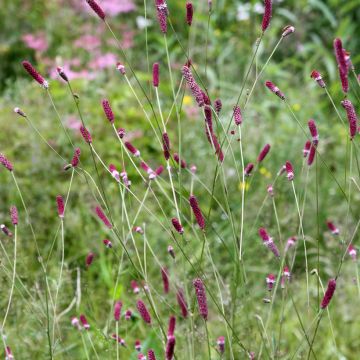 Sanguisorba Menziesii