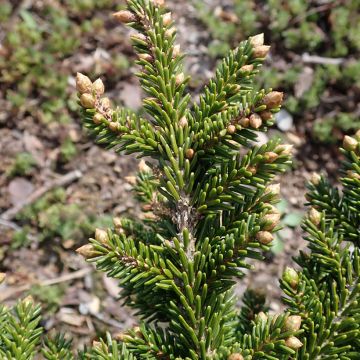 Sapinette d'Orient - Picea orientalis Jewel