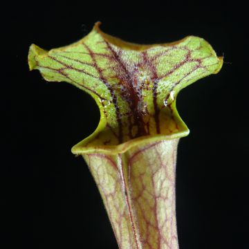 Anemopsis californica - Anémopsis de Californie