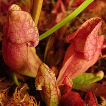 Anemopsis californica - Anémopsis de Californie