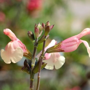 Sauge - Salvia jamensis Sierra San Antonio