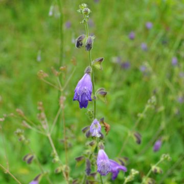 Sauge, Salvia przewalskii