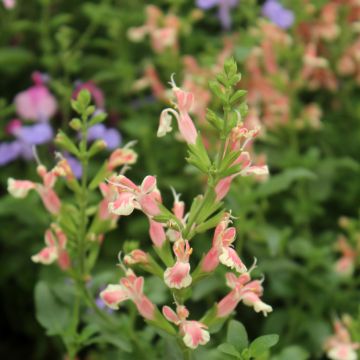 Sauge arbustive Belle de Loire - Salvia jamensis