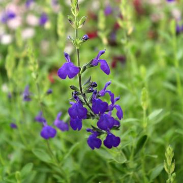 Sauge arbustive Blue Note - Salvia microphylla