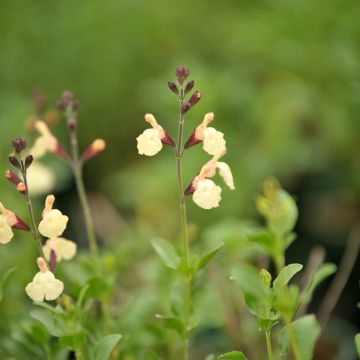 Sauge arbustive Melen - Salvia jamensis