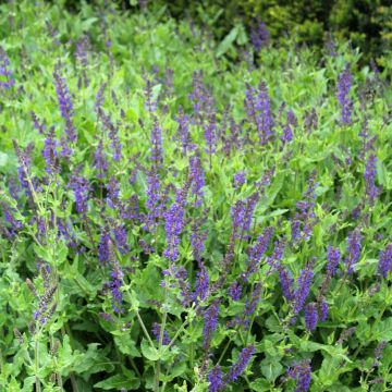 Salvia nemorosa Viola Klose - Sauge des bois