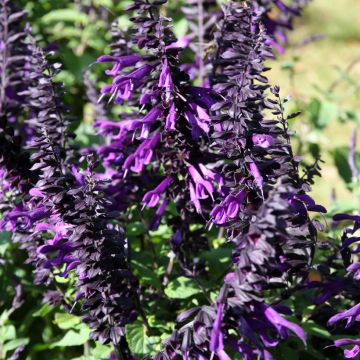 la sauge est bien violette et non bleue