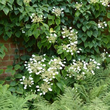 Schizophragma hydrangeoïdes