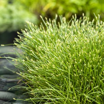 Juncus effusus Spiralis - Jonc spiralé