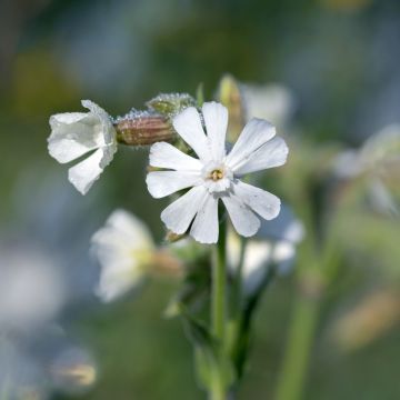 Silene regia - Silène royal