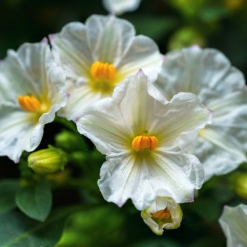 Solanum rantonetti - Gentiane en Arbre