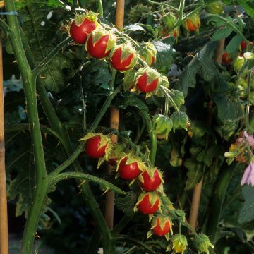 Melon Poire - Pépino - Solanum muricatum