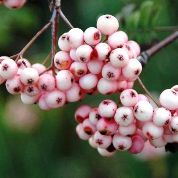 Sorbier - Sorbus arnoldiana Pink Veil
