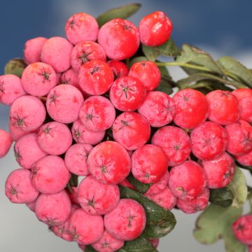 Sorbier des oiseleurs - Sorbus aucuparia Wettra