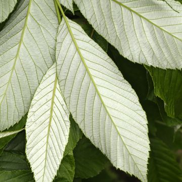 Sorbus wardii - Alisier du Tibet