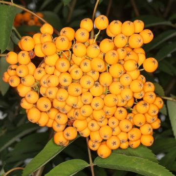 Sorbier - Sorbus x arnoldiana Schouten