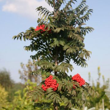 Sorbier des oiseleurs Fastigiata - Sorbus aucuparia