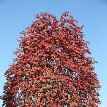 Sorbier des oiseleurs  - Sorbus aucuparia Fingerprint