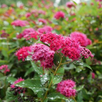 Spirée Double Play Blue Kazoo - Spiraea japonica