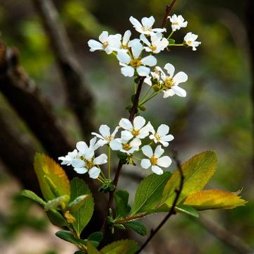 Spiraea prunifolia - Spirée à feuilles de Prunier