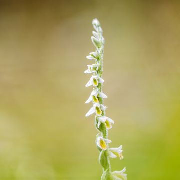 Spiranthes ochroleuca - Orchidée terrestre