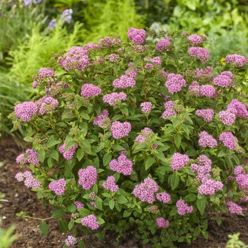 Spirée japonaise Little Princess - Spiraea japonica