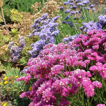 Graines de Statice Forever Rose - Limonium sinuatum