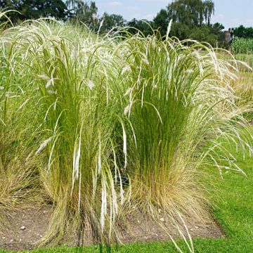 Stipa ichu - Jarava ichu