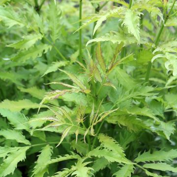 Sureau à grappes - Sambucus race. Suther.Gold