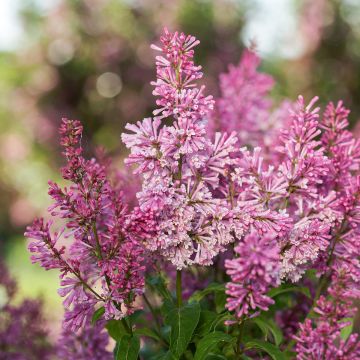 Lilas commun - Syringa vulgaris Znamya Lenina