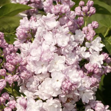 Lilas - Syringa vulgaris Belle de Moscou