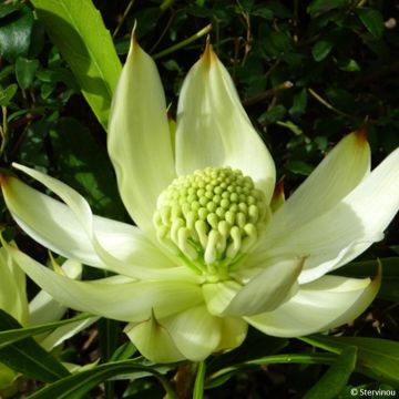 Telopea White - Waratah  blanc