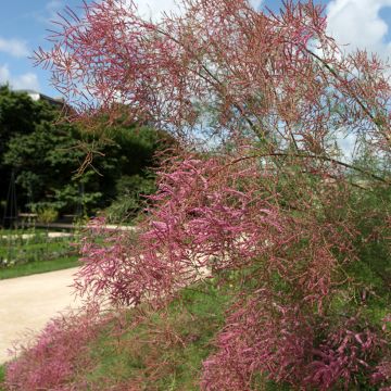 Tamaris Ramosissima Pink Cascade