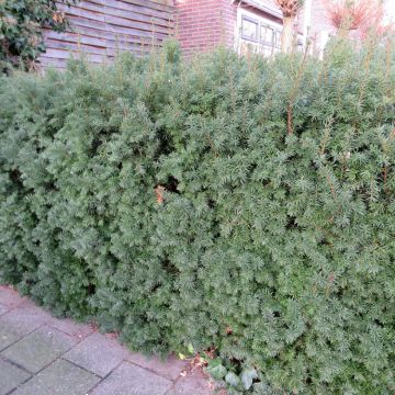 Taxus media Hillii - If hybride