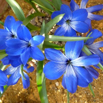 Tecophilaea cyanocrocus - Crocus bleu du Chili