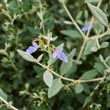 Teucrium fruticans Azureum 