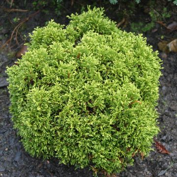 Thuja occidentalis Danica - Thuya du Canada                       