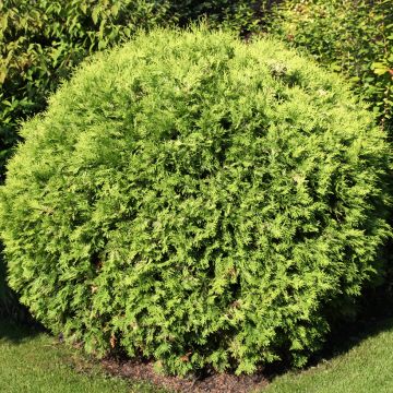 Thuja occidentalis Danica - Thuya du Canada                       