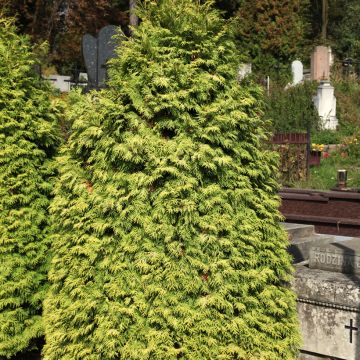 Thuya du Canada - Thuja occidentalis Yellow Ribbon.