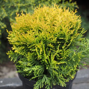 Thuya du Canada - Thuja occidentalis Golden Globe.